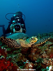 Hawsbill Turtle being filmed and Photographed.
Olympus E... by Christian Nielsen 